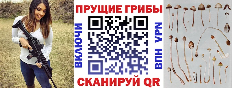 Галлюциногенные грибы Psilocybe  Прохладный 